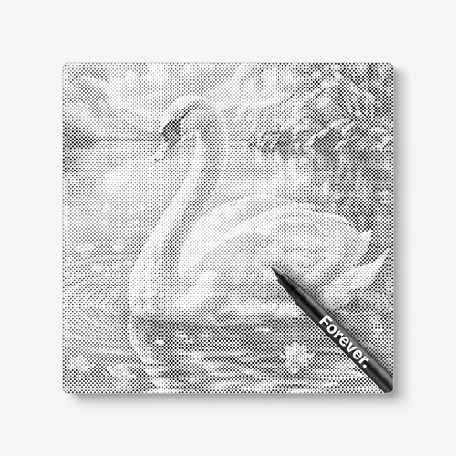 Swan